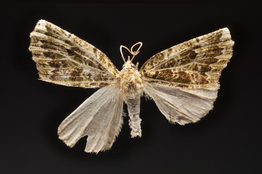 “Chloroclydon” rinodaria (Felder & Rogenhofer, 1875) “Chloroclydon” rinodaria (Felder & Rogenhofer, 1875)
