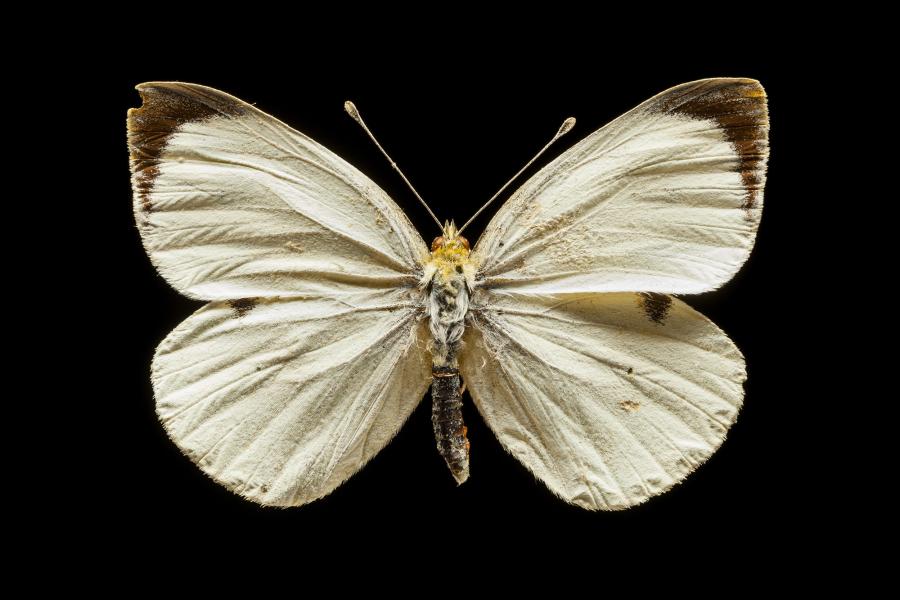 Pieris brassicae (Linnaeus, 1758) Pieris brassicae (Linnaeus, 1758)