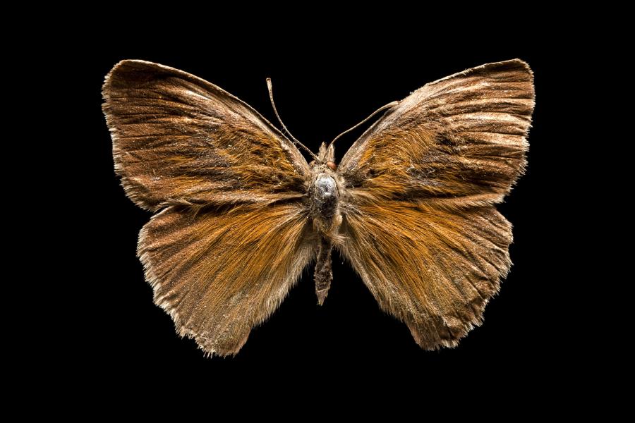 Auca coctei (Guérin-Méneville, 1838) Auca coctei (Guérin-Méneville, 1838)