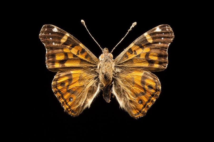 Vanessa terpsichore Philippi, 1859 Vanessa terpsichore Philippi, 1859
