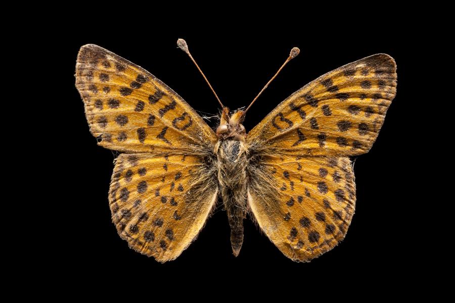 Yramea cytheris (Drury, 1773)