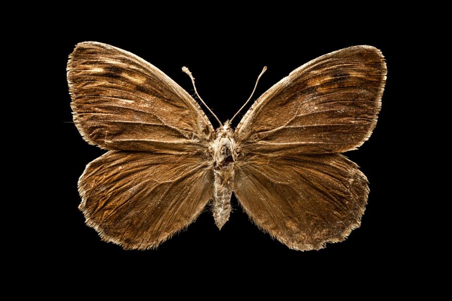 Argyrophorus chiliensis chiliensis (Guérin, [1830])