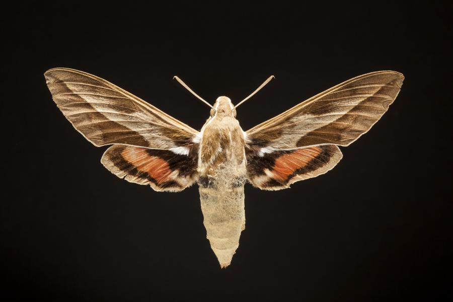 Hyles annei (Guerin-Meneville, 1839) Hyles annei (Guerin-Meneville, 1839)