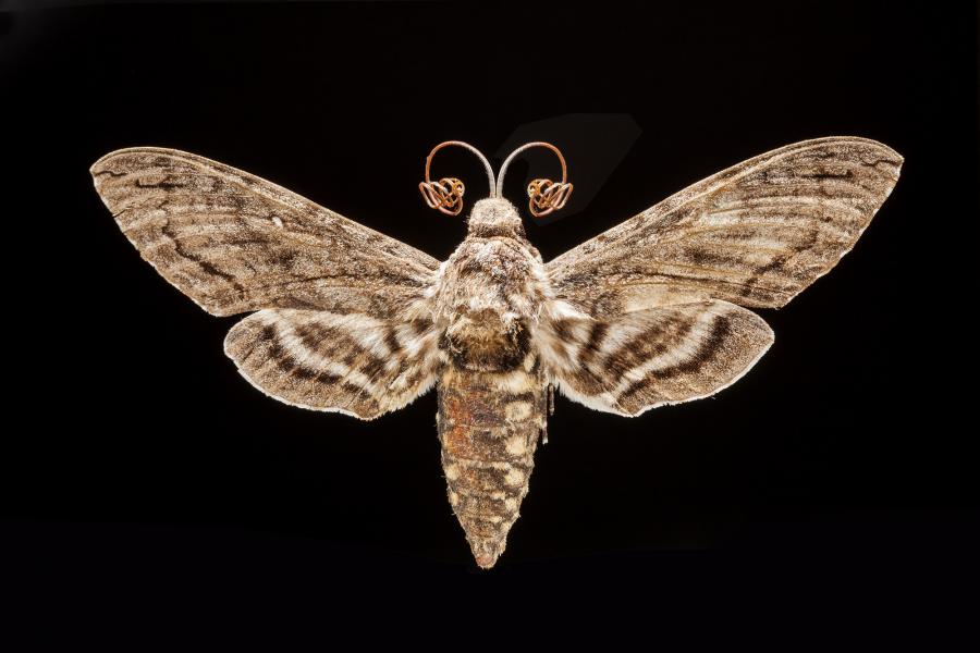 Manduca sexta caestri (Blanchard, 1854) Manduca sexta caestri (Blanchard, 1854)