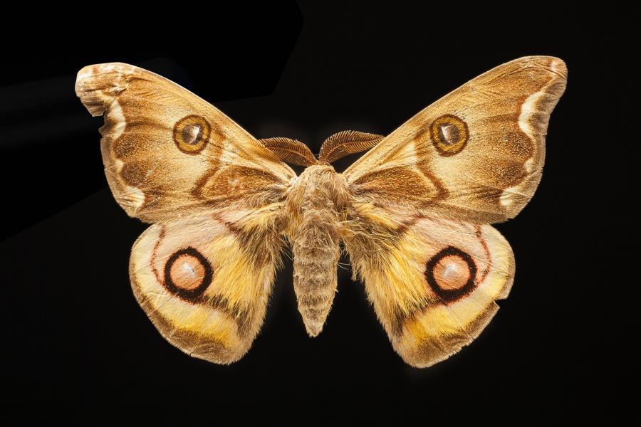 Polythysana cinerascens (Philippi, 1859) Polythysana cinerascens (Philippi, 1859)