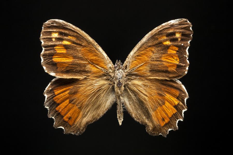 Elina montroli (Feisthamel, 1839)