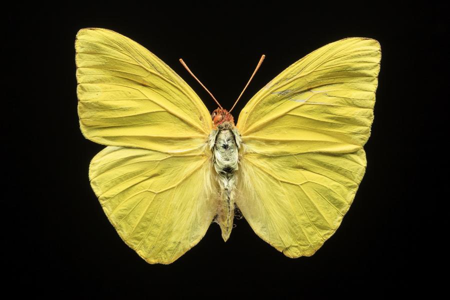 Phoebis sennae amphitrite (Feisthamel, 1839) Phoebis sennae amphitrite (Feisthamel, 1839)