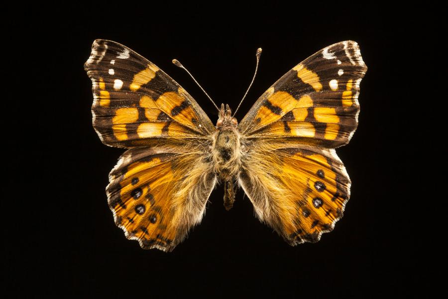 Vanessa carye (Hübner, [1812])