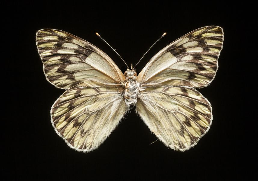 Tatochila autodice blanchardi (Butler, 1881) Tatochila autodice blanchardi (Butler, 1881)