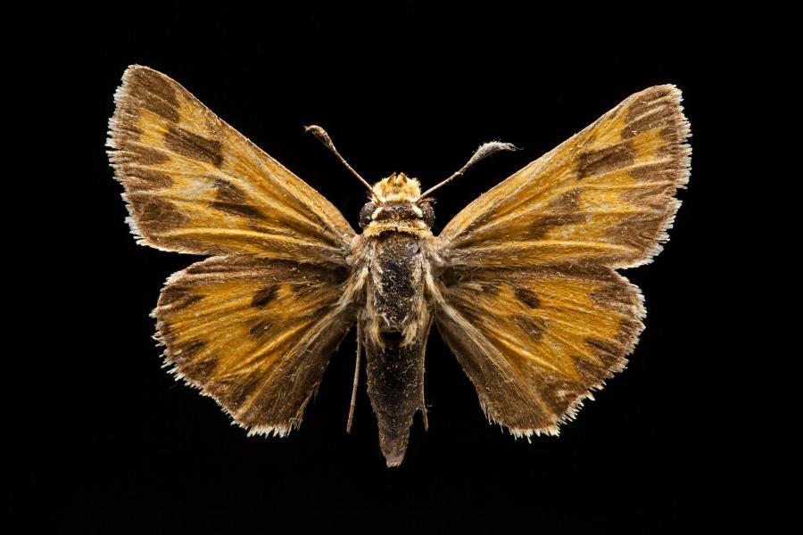 Hylephila fasciolata (Blanchard, 1852) Hylephila fasciolata (Blanchard, 1852)