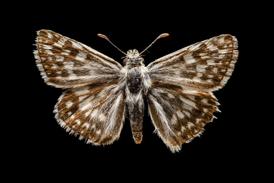 Heliopyrgus americanus americanus (Blanchard, 1852) Heliopyrgus americanus americanus (Blanchard, 1852)