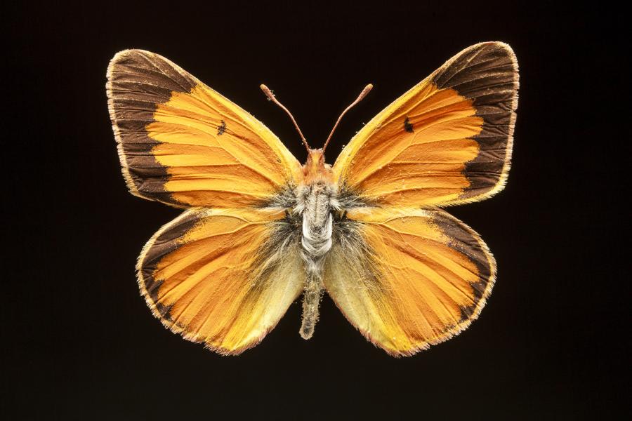 Colias vauthierii vauthierii Guérin-Méneville, [1830]