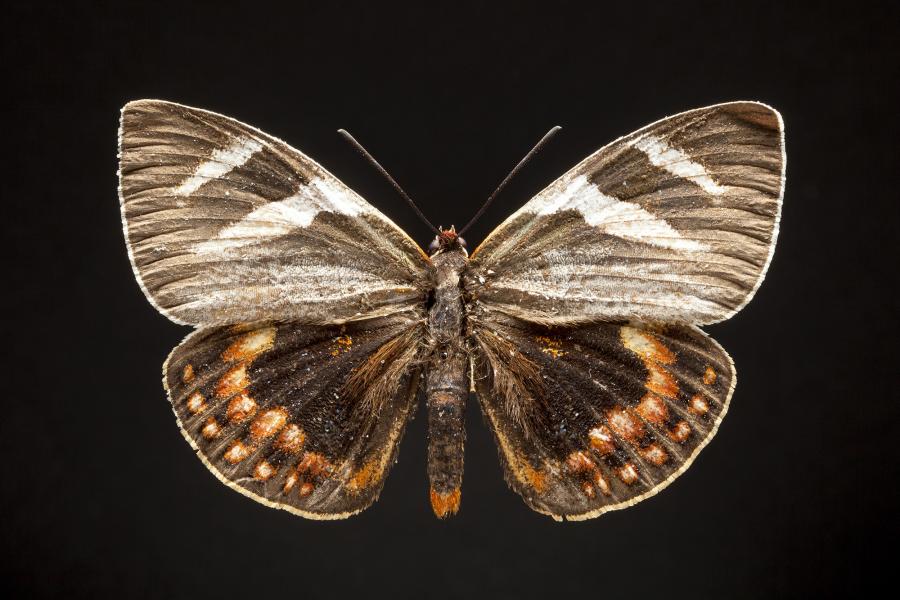 Castnia eudesmia Gray, 1838 Castnia eudesmia Gray, 1838