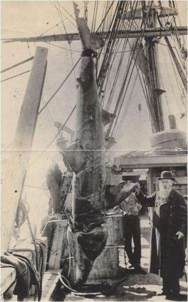 Edwyn Reed recibiendo un espécimen marino en la cubierta de un velero