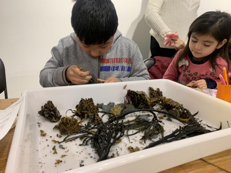 Taller Bosques de macroalgas, un tesoro por descubrir