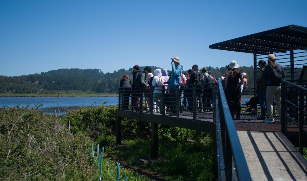 Día 2 - Excursión Península de Hualpén -  3er Festival de Aves en Concepción