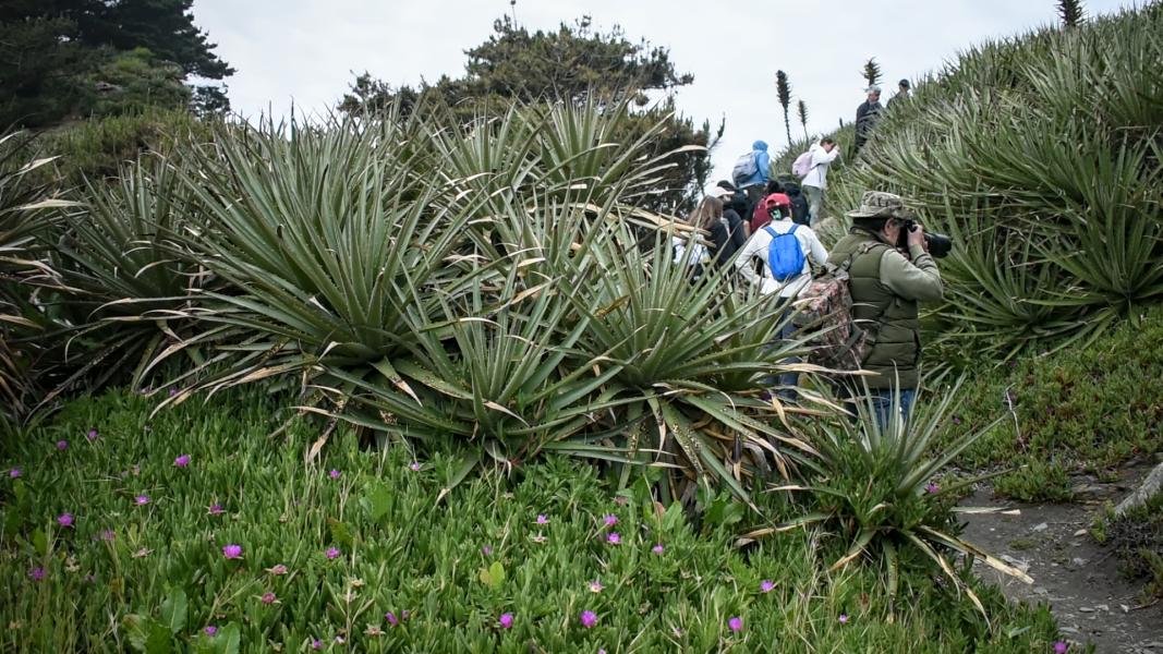 Día 2 - Excursión Península de Hualpén -  3er Festival de Aves en Concepción